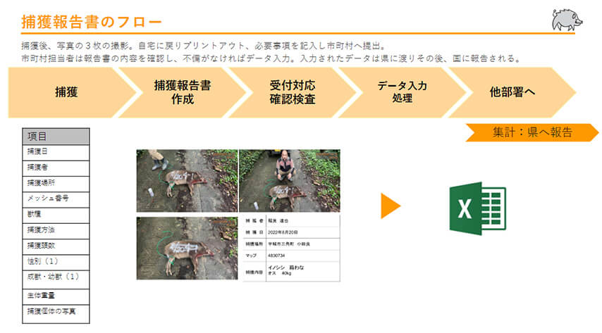 捕獲報告書のフロー